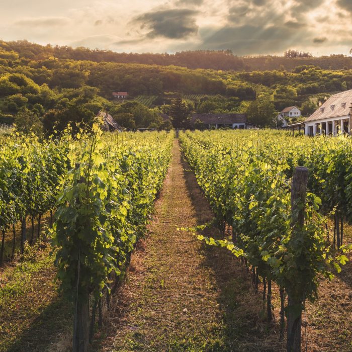 The Winemaker